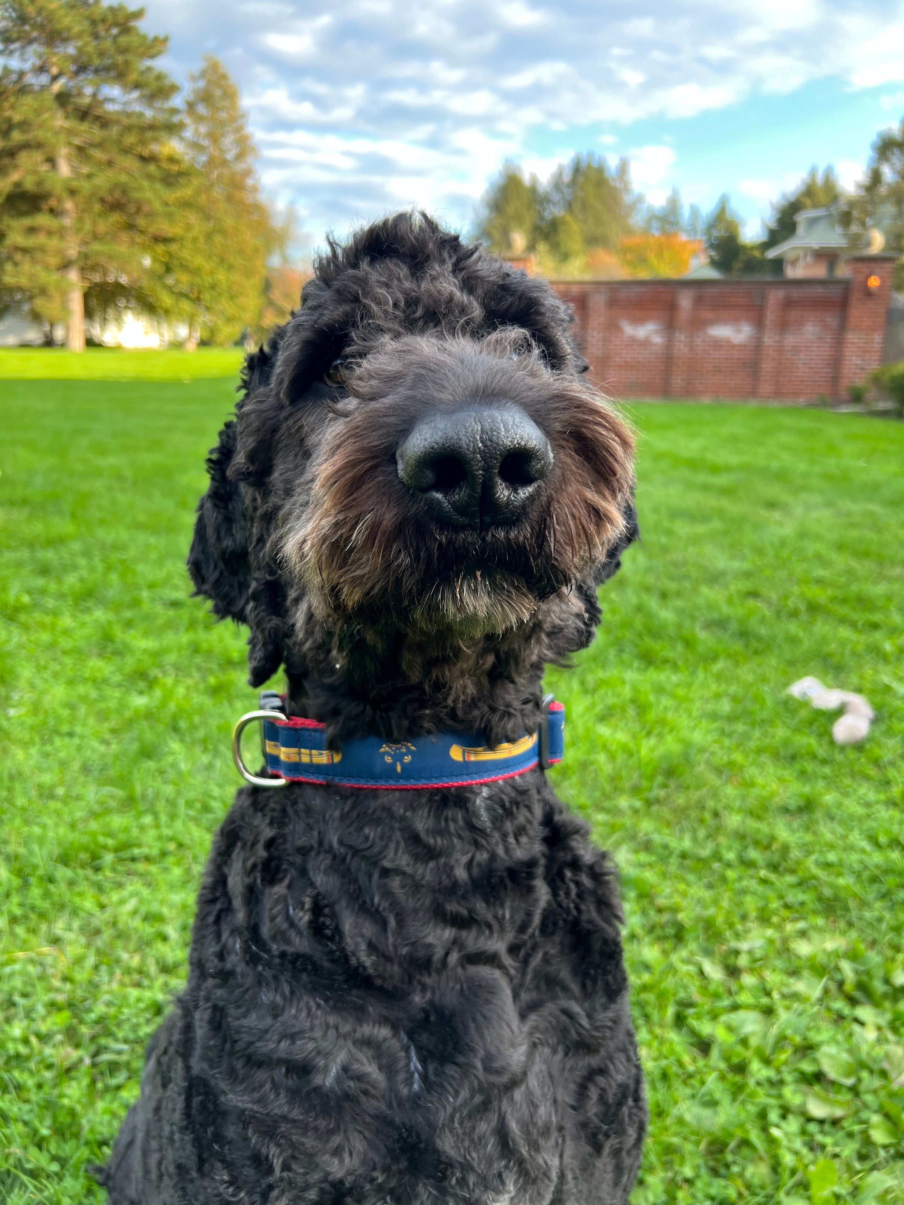Moose River Dog Collar